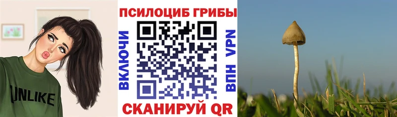 Псилоцибиновые грибы мицелий  mega как войти  Дальнереченск 